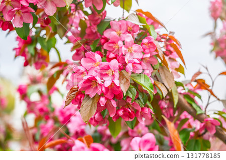 Fresh pink flowers of a blossoming apple tree with blured background Fresh pink flowers of a blossoming apple tree with blured background 131778185