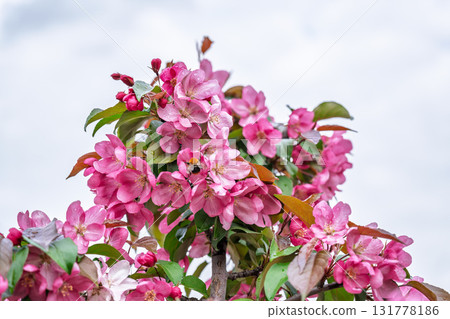 Fresh pink flowers of a blossoming apple tree with blured background Fresh pink flowers of a blossoming apple tree with blured background 131778186