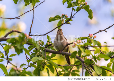 Thrush Nightingale, Luscinia luscinia. A bird sits on a tree branch and sings Thrush Nightingale, Luscinia luscinia. A bird sits on a tree branch and sings 131778205