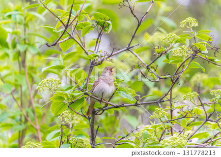 Thrush Nightingale, Luscinia luscinia. A bird sits on a tree branch and sings Thrush Nightingale, Luscinia luscinia. A bird sits on a tree branch and sings 131778213