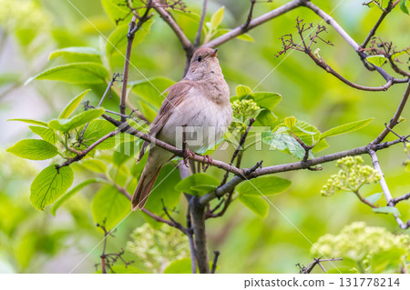 Thrush Nightingale, Luscinia luscinia. A bird sits on a tree branch and sings 131778214