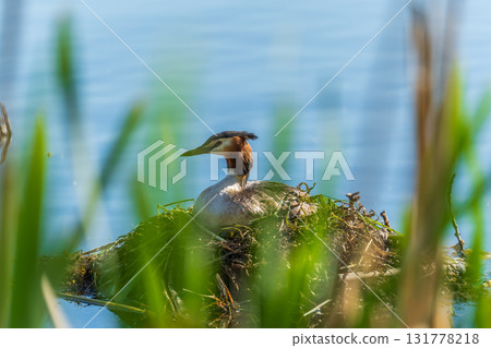 Great Crested Grebe, Podiceps cristatus, water bird sitting on the nest, nesting time on the green lake 131778218