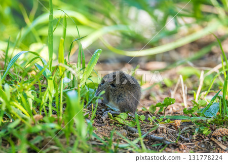 A closeup of a Common vole, Microtus arvalis, on the ground with a blurry background A closeup of a Common vole, Microtus arvalis, on the ground with a blurry background 131778224