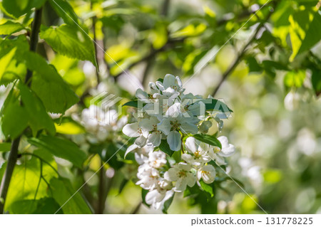 White blossoming apple trees. White apple tree flowers White blossoming apple trees. White apple tree flowers 131778225