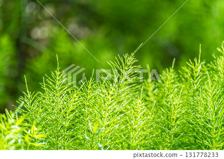 Wood horsetail (Equisetum sylvaticum) growing in the forest close up. Equisetum arvense, the field horsetail or common horsetail. Perennial herb 131778233