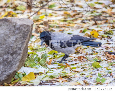 Hooded crow, corvus cornix, standing on the lawn in the spring or summer 131778246