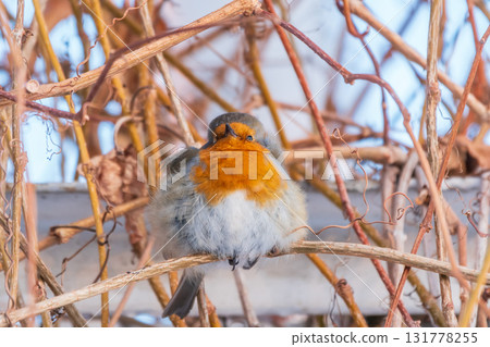 Cute bird the European Robin, Erithacus rubecula. sitting on the tree branch in winter. Cute bird the European Robin, Erithacus rubecula. sitting on the tree branch in winter. 131778255