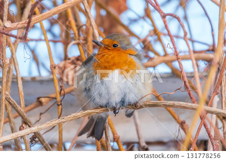 Cute bird the European Robin, Erithacus rubecula. sitting on the tree branch in winter. Cute bird the European Robin, Erithacus rubecula. sitting on the tree branch in winter. 131778256