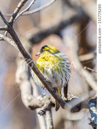 Eurasian siskin male, latin name spinus spinus, sitting on branch of tree. Cute little yellow songbird. 131778260