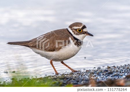 Little ringed plover (Charadrius dubius), bird standing on the lake shore 131778264