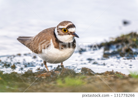 Little ringed plover (Charadrius dubius), bird standing on the lake shore Little ringed plover (Charadrius dubius), bird standing on the lake shore 131778266