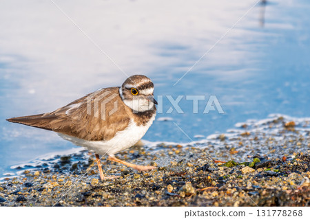 Little ringed plover (Charadrius dubius), bird standing on the lake shore Little ringed plover (Charadrius dubius), bird standing on the lake shore 131778268