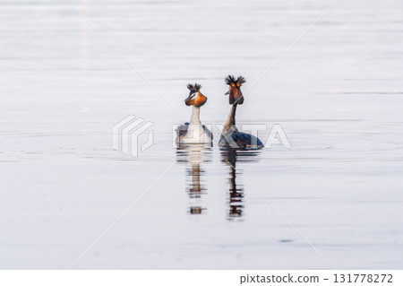 Mating games of two water birds Great Crested Grebes. Two waterfowl birds Great Crested Grebes swim in the lake with heart shaped silhouette 131778272