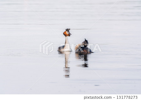 Mating games of two water birds Great Crested Grebes. Two waterfowl birds Great Crested Grebes swim in the lake with heart shaped silhouette Mating games of two water birds Great Crested Grebes. Two waterfowl birds Great Crested Grebes swim in the lake with heart shaped silhouette 131778273