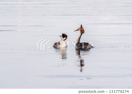 Mating games of two water birds Great Crested Grebes. Two waterfowl birds Great Crested Grebes swim in the lake with heart shaped silhouette 131778274