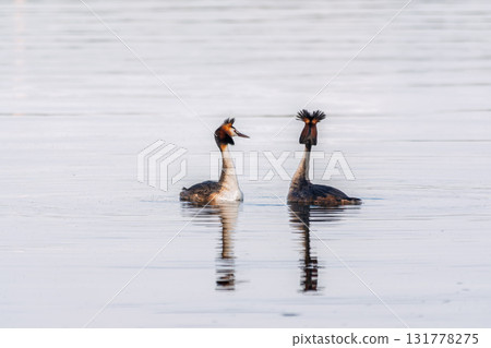 Mating games of two water birds Great Crested Grebes. Two waterfowl birds Great Crested Grebes swim in the lake with heart shaped silhouette Mating games of two water birds Great Crested Grebes. Two waterfowl birds Great Crested Grebes swim in the lake with heart shaped silhouette 131778275
