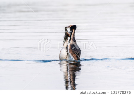 Mating games of two water birds Great Crested Grebes. Two waterfowl birds Great Crested Grebes swim in the lake with heart shaped silhouette Mating games of two water birds Great Crested Grebes. Two waterfowl birds Great Crested Grebes swim in the lake with heart shaped silhouette 131778276