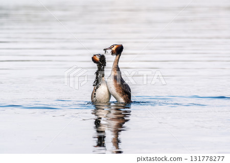 Mating games of two water birds Great Crested Grebes. Two waterfowl birds Great Crested Grebes swim in the lake with heart shaped silhouette 131778277