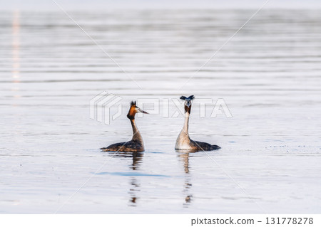 Mating games of two water birds Great Crested Grebes. Two waterfowl birds Great Crested Grebes swim in the lake with heart shaped silhouette Mating games of two water birds Great Crested Grebes. Two waterfowl birds Great Crested Grebes swim in the lake with heart shaped silhouette 131778278