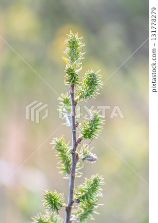 Nature awakes in spring. Blooming willow twigs and furry willow-catkins, so called seals or cats. Holly willow, Salix caprea, is a national symbol of Ukraine. Nature awakes in spring. Blooming willow twigs and furry willow-catkins, so called seals or cats. Holly willow, Salix caprea, is a national symbol of Ukraine. 131778279