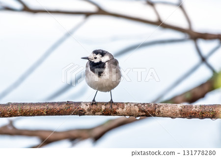A beautiful bird called the white wagtail, also called the wagtail and snow wagtail, and also the snowy tit on a tree branch. A beautiful bird called the white wagtail, also called the wagtail and snow wagtail, and also the snowy tit on a tree branch. 131778280