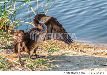Great cormorant, Phalacrocorax carbo, sits on stone and dries its wings on the wind. Great cormorant, Phalacrocorax carbo, sits on stone and dries its wings on the wind. 131778341