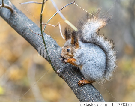 The squirrel with nut sits on tree in the autumn. Eurasian red squirrel, Sciurus vulgaris. 131778356