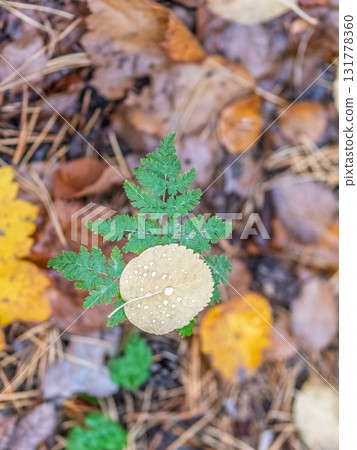 Orange and yellow fallen leaves with dew drops. Autumn leaves with water drops close-up. 131778360