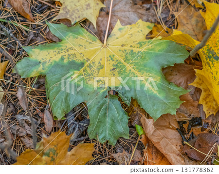 Orange and yellow fallen leaves in the sunlight. Orange and yellow fallen leaves in the sunlight. 131778362