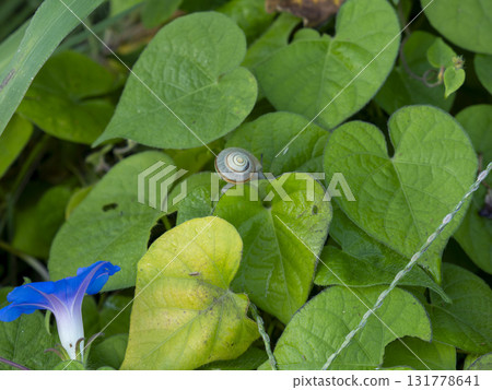 一隻蝸牛在牽牛花葉子上爬行 131778641