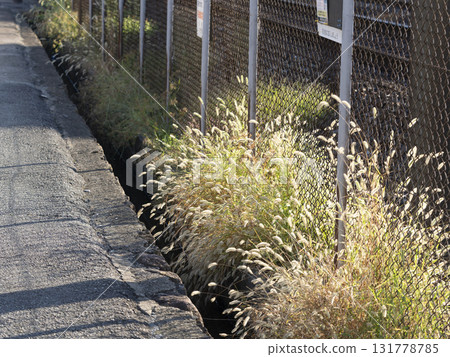 Green foxtail growing along the railroad tracks 131778785