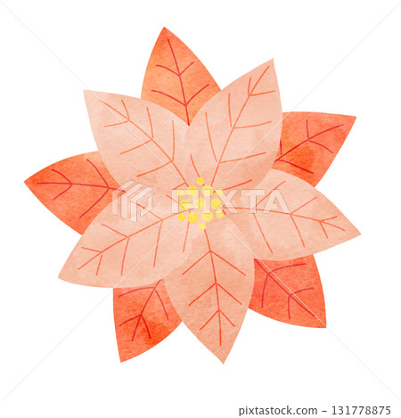 粉紅色一品紅的簡單水彩畫,可用於聖誕節 粉紅色一品紅的簡單水彩畫,可用於聖誕節 131778875