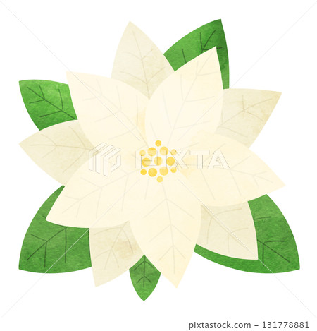 Simple watercolor illustration of a poinsettia with leaves, white, suitable for Christmas Simple watercolor illustration of a poinsettia with leaves, white, suitable for Christmas 131778881