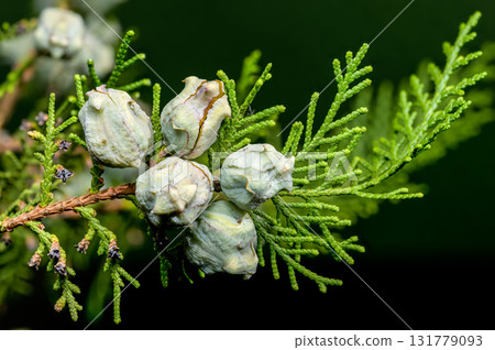 Cypress Cones Against a Soft Green Background Cypress Cones Against a Soft Green Background 131779093