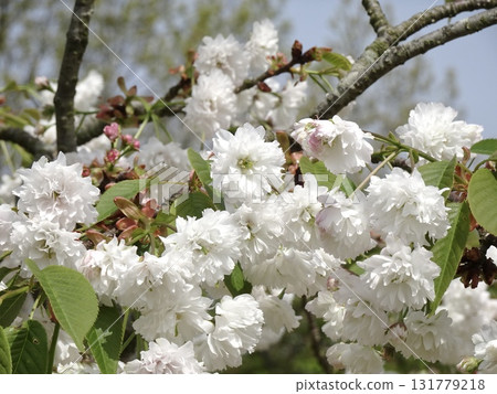 Keta White Chrysanthemum Cherry Blossoms Keta White Chrysanthemum Cherry Blossoms 131779218