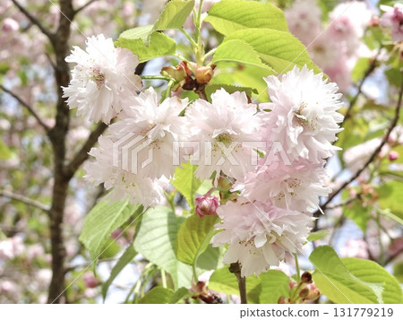 Izumo Otome Chrysanthemum Cherry Blossoms Izumo Otome Chrysanthemum Cherry Blossoms 131779219