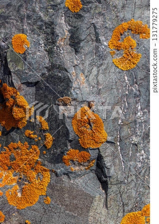 Lichen growing on rocky surface in natural outdoor setting Lichen growing on rocky surface in natural outdoor setting 131779275