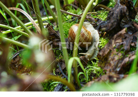 生活在森林潮濕地方的蝸牛 131779398