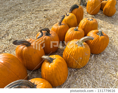 Large piles scattering of small pumpkins and gourds Large piles scattering of small pumpkins and gourds 131779616