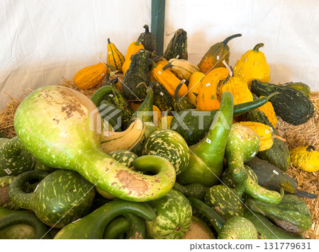 Large piles scattering of small pumpkins and gourds Large piles scattering of small pumpkins and gourds 131779631