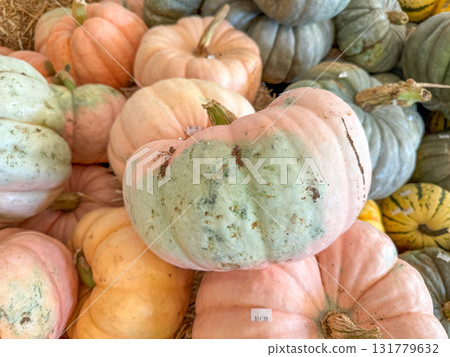 Large piles scattering of small pumpkins and gourds Large piles scattering of small pumpkins and gourds 131779632