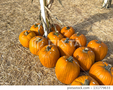 Large piles scattering of small pumpkins and gourds 131779633