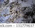 Blooming on the frozen trunk 131779637