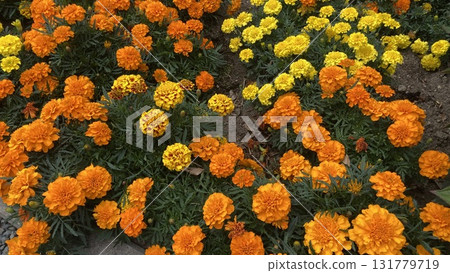 bright marigold 131779719