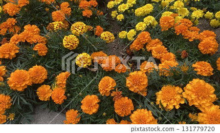 bright marigold bright marigold 131779720