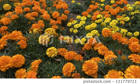 bright marigold 131779721
