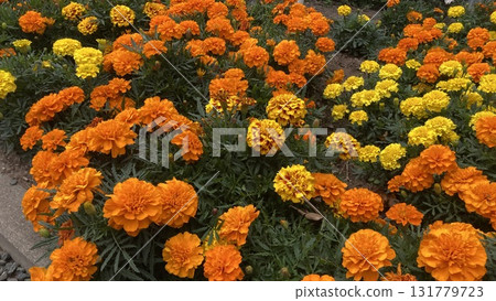 bright marigold 131779723