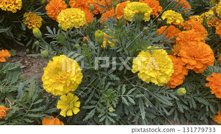 bright marigold 131779733