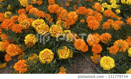 bright marigold 131779734