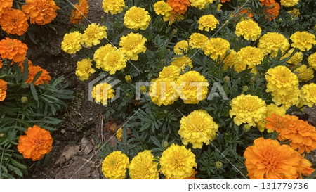 明亮的萬壽菊 明亮的萬壽菊 131779736